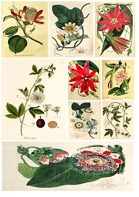 Vintage Botanical PASSION FLOWER A3 A4 Wall Art Home Decor Plant Poster Print  • £2.99