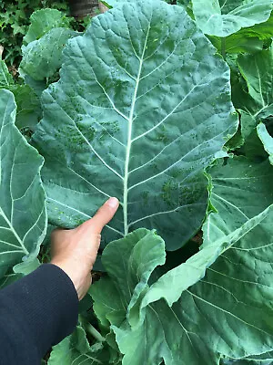 Kale Seeds - Giant Walking Stick Portugese  - Organic UK 250 Seeds • £3.75