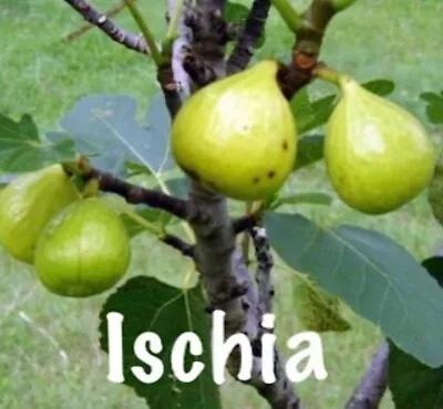 Ischia  Fig - Ficus Carica - Live Well Rooted STARTER Plant SPRING SPECIAL • $4.99