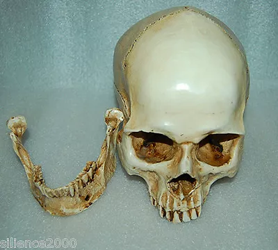 1:1 High Quality Skull Human Anatomical Anatomy Head Medical Model New • $26.66