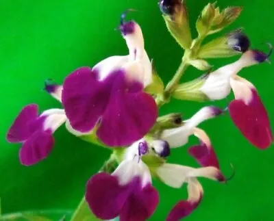 Perennial Salvia Amethyst Lips Plant Two-tone Purple/white Flowers Sage 9cm Pot • £8.95