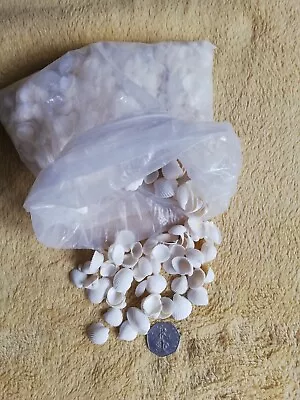 Job Lot Of White Cockle Shells Craft Beach Wedding Confetti Fairy Garden • £5.99