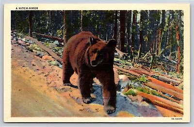 Animals~A Hitch Hiker~Brown Bear On Road~Vintage Postcard • $3.49
