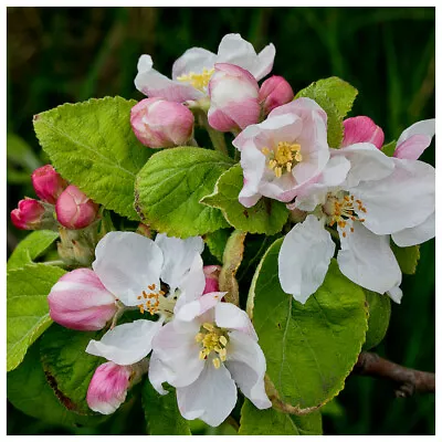 100 Crab Apple Trees 40-60cm Native Malus HedgingMake Your Own Cider & Jelly • £119.99