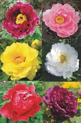  Japanese Tree Peony Paeonia Suffruticosa  Plant In 1 Litre Pot  • £14.50