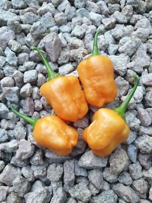 20+ Aji Mango Chile Heirloom Pepper  Seeds Hot • $2.49