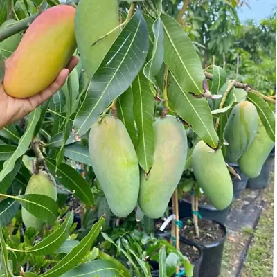 2 Mahachanok Thai Mango Tree Seeds Organic Non GMO • $12.99