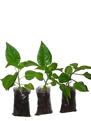 3× Naga Chilli Plants Naga Morich. 100% Genuine Kala Naga Plant  • £11.99