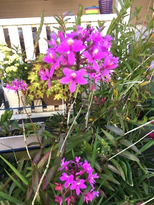 $12 • Buy Dusty Pink Epidendrum Crucifix Orchids - 2 For $12.00
