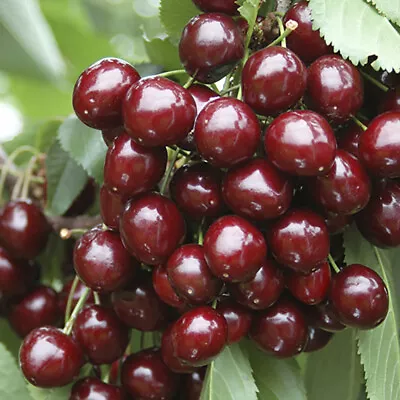 £22.99 • Buy Sweet Cherry 'Stella' (Prunus Avium) Bare-root Tree 1.2 M Tall