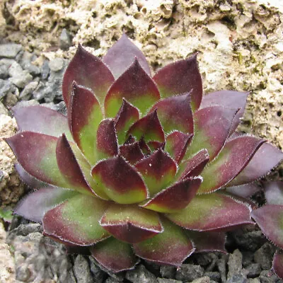 Sempervivum 'Noir' 7cm Plant X 3. Houseleek. Alpine. • £12.95