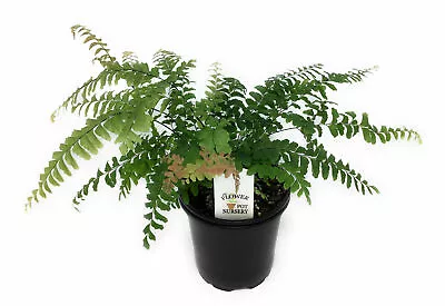 FlowerPotNursery Rosy Maidenhair Adiantum Hispidulum 4  Pot • $9.99