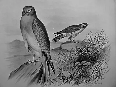 £12.95 • Buy C1896 Antique Bird Print THE HEN HARRIER British Birds By F.W. Frohawk