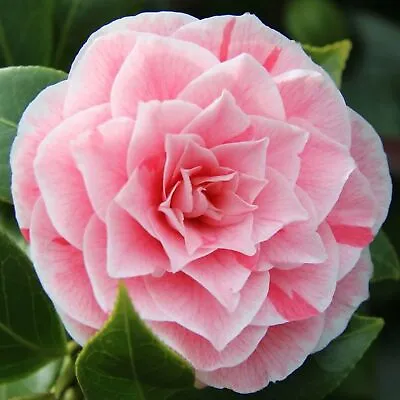 Camellia Japonica Bonomiana Evergreen Flowering Hardy Garden Shrub In 9cm Pot • £9.99