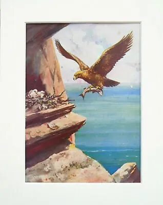 £7.99 • Buy GOLDEN EAGLE Bird - 1920s Antique Vintage Mounted Colour Print