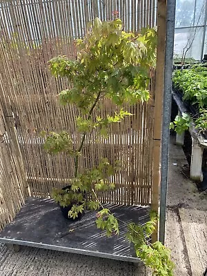 Acer Palmatum Osakazuki 7.5L 150cm Japanese Maple Plant • £39.99