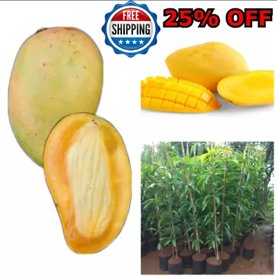 1 Carabao Mango Seeds The Sweetest Mango Variety Guinness Book Of World Records • $28.98