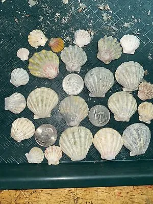 23 HAWAII HAWAIIAN SUNRISE SHELL Shells CoLoRs Sunriseshells UNCLEANED SUPER • $163