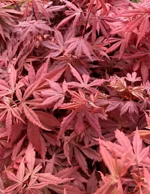 PRE-ORDER Acer Palmatum Skeeters Broom Grafted Japanese Maple Tree • £9.75