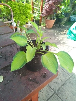 £3.50 • Buy Hosta Dinner Jacket
