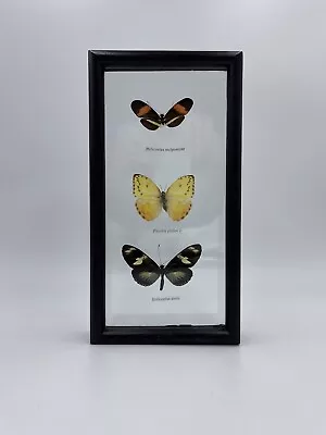 Vintage Real Mounted Butterfly Shadow Box Framed Taxidermy Wall Art • $28