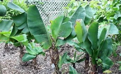 Musa Acuminata | Dwarf Banana | Cavendish | 10 Seeds • $10.79