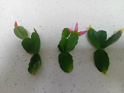 3x Red Easter Cactus. Hatiora GAERTNERI RHIPSALIDOPSIS. Unrooted Cuttings Mixed • £5