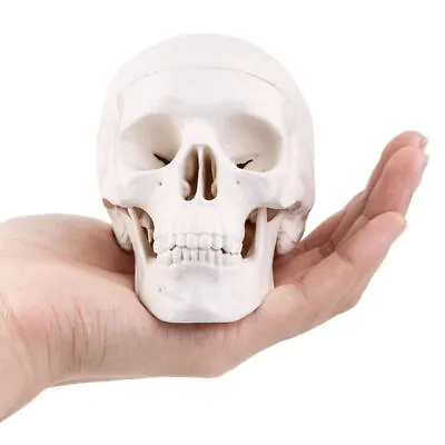 Mini Human Anatomy Skull Model Medical Anatomical Model Small Size For Education • $13.28