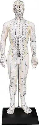 Male Acupuncture Model 20  With Chinese And English Points • $34.99