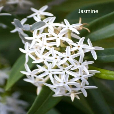 $21.95 • Buy PREMIUM HIGHLY SCENTED REED DIFFUSER REFILLS - Jasmine Fragrance