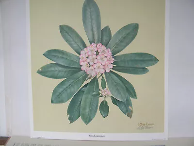 C Don Ensor 'Rhododendron' Signed Collector Print 1977/Louisville Ky  • $26.96