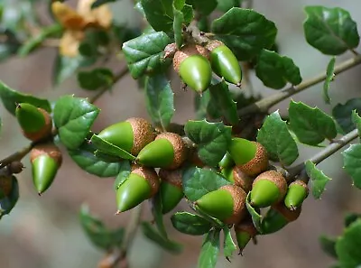 Coast Live Oak   Quercus Agrifolia   10 Seeds    • $10.99