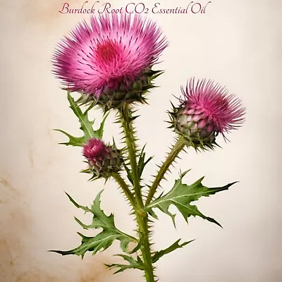 Burdock Root Essential Oil (Arctium Lappa). Organic And 100% Pure. • $12.74