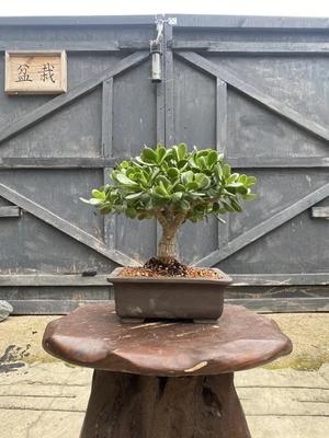 £199 • Buy Jade Plant Bonsai Tree 
