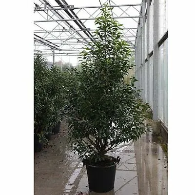 Prunus Nipponica Brilliant Hardy Garden Cherry Blossom Tree 1x 3L Potted Plant • £34.99