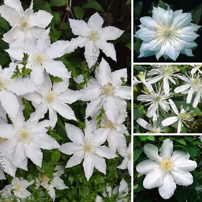 £11.99 • Buy 1 X Clematis White Coloured Large Flowering Climber Hardy Plant In Pot