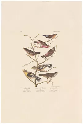 $150 • Buy Audubon Amsterdam Ed. Double Elephant Folio 1971 Lithograph Pl 424 Cow-pen Bird