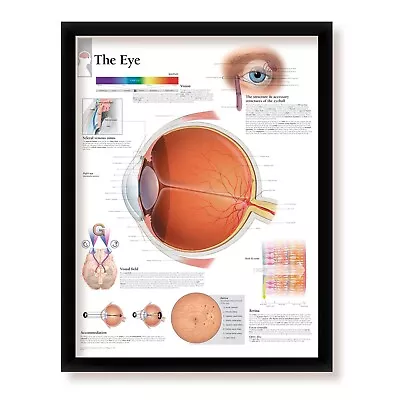 The Eye Framed Medical Informational Poster 22x28 Wall Diagram • $65.99