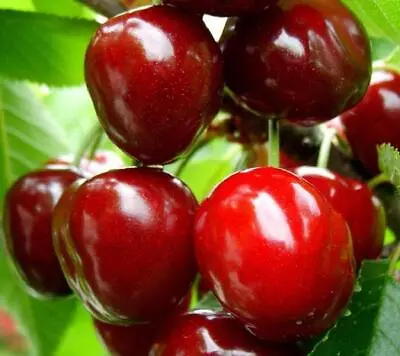 £24.99 • Buy Dwarf Sunburst Sweet Cherry Fruit Tree 2-3ft Big Juicy Sweet Cherries