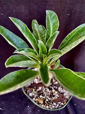 Pachypodium Saundersii V. Compactum Succulent • $19.99