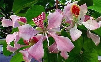 Pink Orchid Tree Bauhinia 20 X Seeds Butterfly Tree Beautiful Flowers • $3