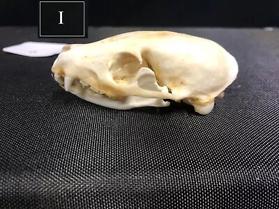 Real Flat-headed Kusimanse Mongoose Skull • $55