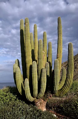 20 Seeds Pachycereus Pringlei Mexican Giant Cardon Gigante Elephant Cactus Nopal • $30