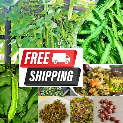 Winged Bean Seeds Dragon FREE SHIPPING!! • $6.75