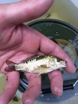 £25 • Buy 10 X 3 Inch Ghost Carp (Collection From Warrington WA4)