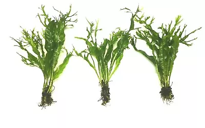 £6.69 • Buy 3x Java Fern  Windelov  Live Aquarium Aquatic Plants Microsorum Pteropus