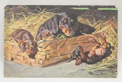 Vintage Artist Signed Postcard Dachshund Puppies And Mother In Basket • $12.99