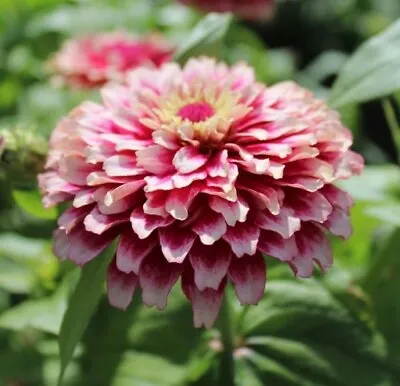 ZINNIA MAZURKIA - 15 SEEDS Zinnia Elegans Dahlia Flowered • £1.50