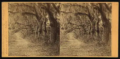 Photo Of StereographBonaventura CemeterySavannahGeorgiaOak Treesc1864 • $9.99