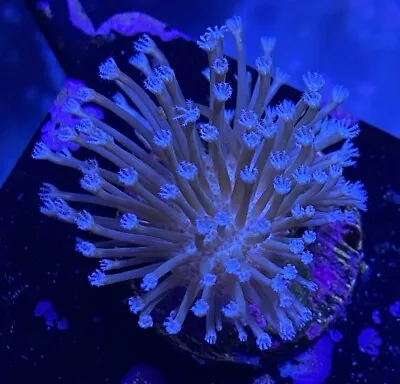 Live Coral Frag Absolutely Fish Naturals Long Polyp Sarco Leather Wysiwyg • $29.99